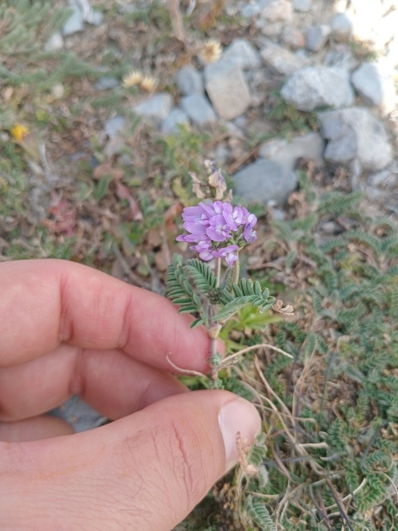 Astragalus purpusii