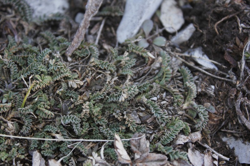 Astragalus purpusii photo 2