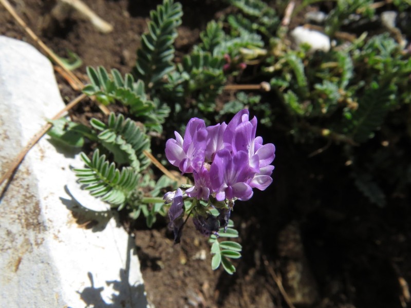 Astragalus purpusii photo 3