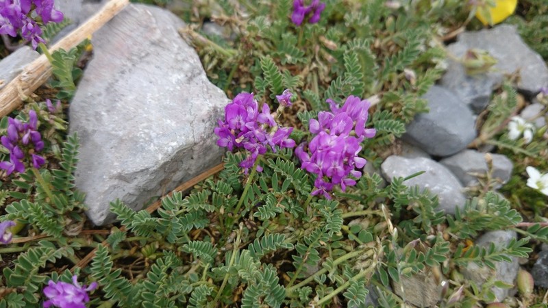 Astragalus purpusii photo 4