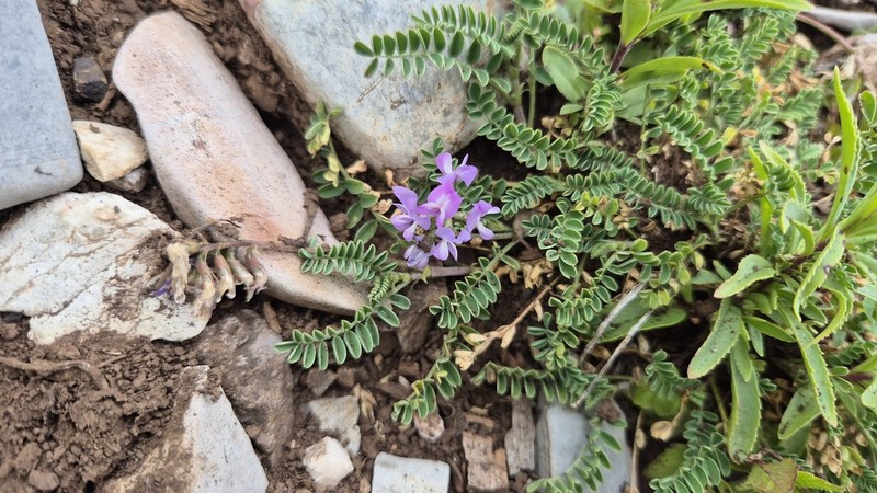 Astragalus purpusii photo 5