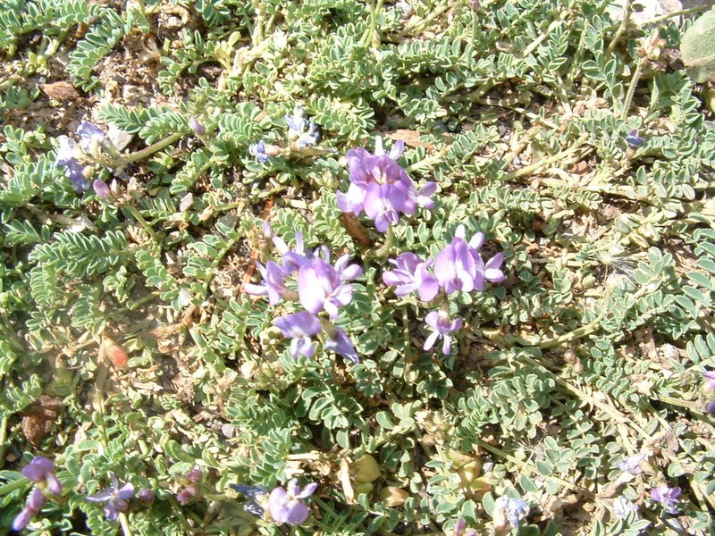 Astragalus purpusii photo 6