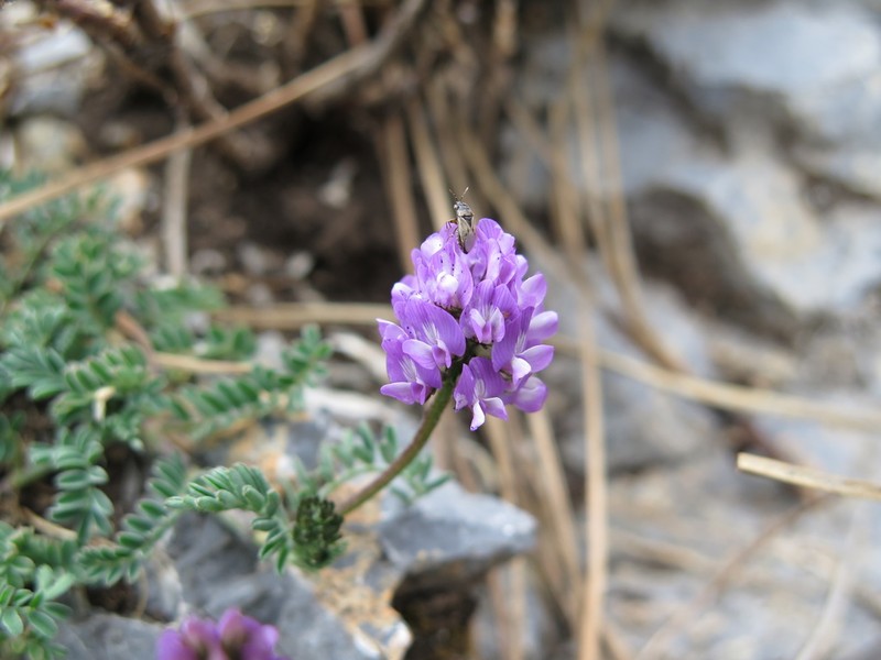 Astragalus purpusii photo 7