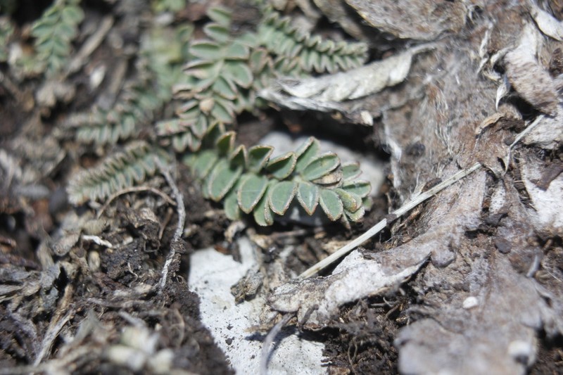 Astragalus purpusii photo 8