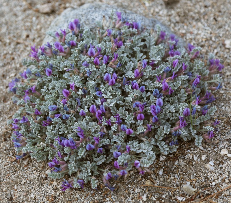 Woollypod Milkvetch photo 4
