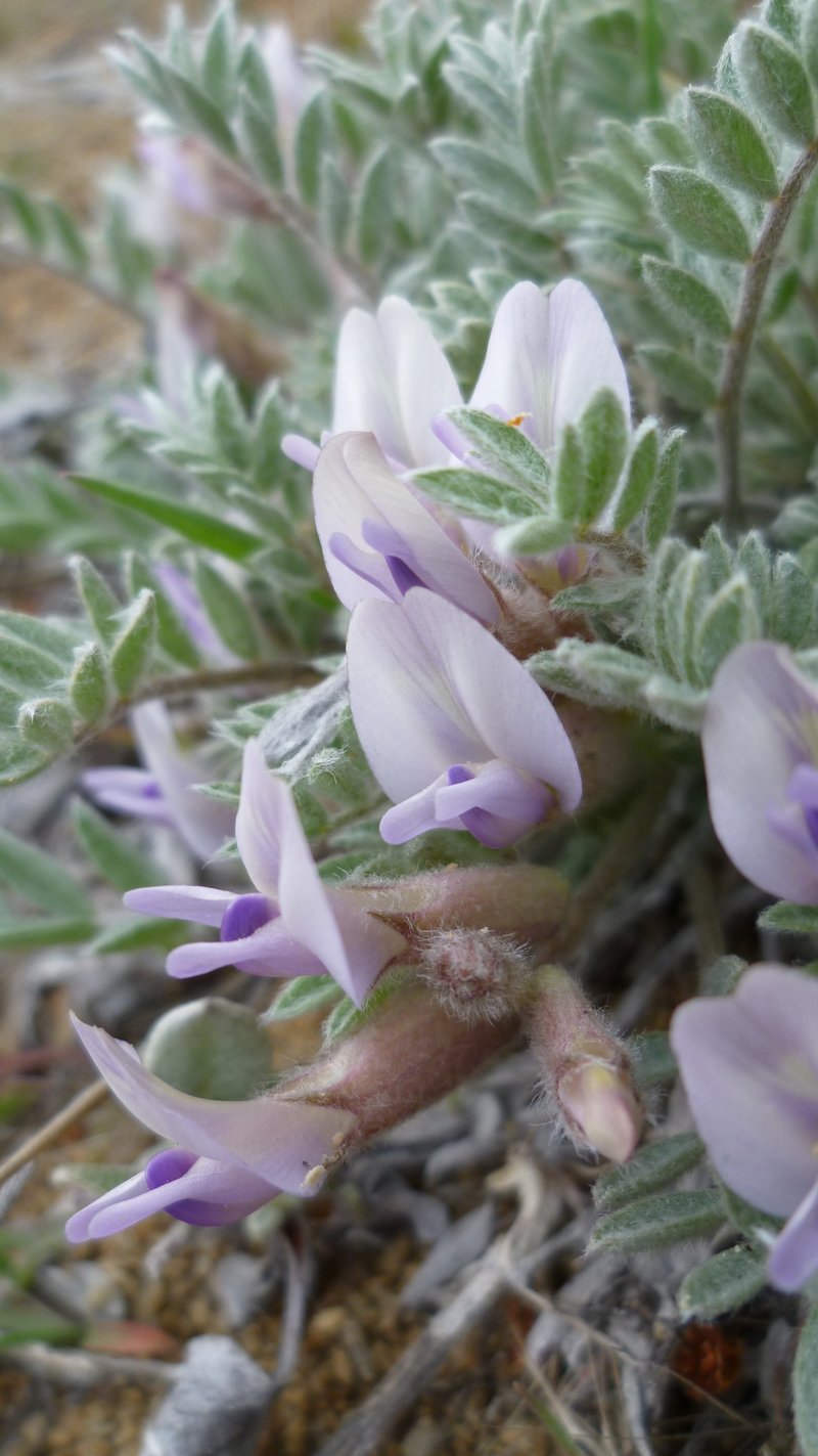 Woollypod Milkvetch photo 5