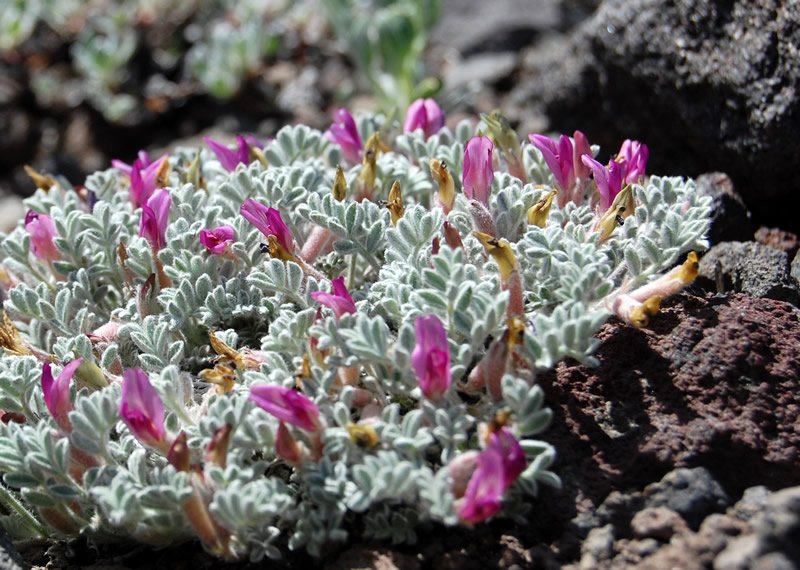 Woollypod Milkvetch