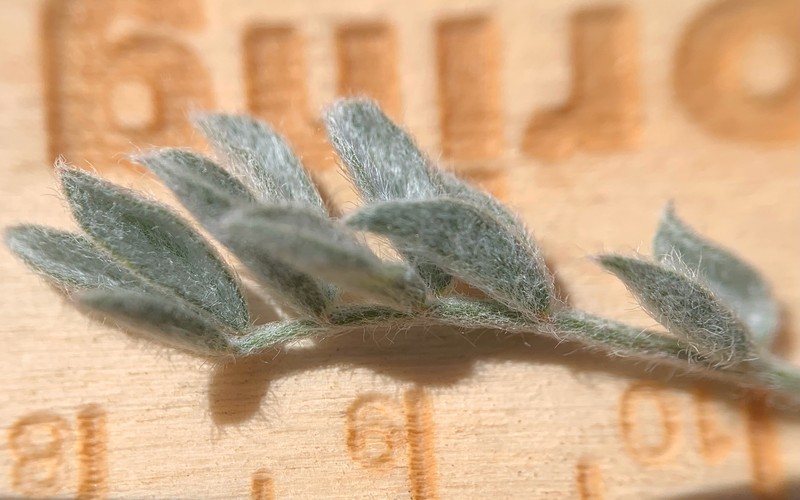 Woollypod Milkvetch photo 2
