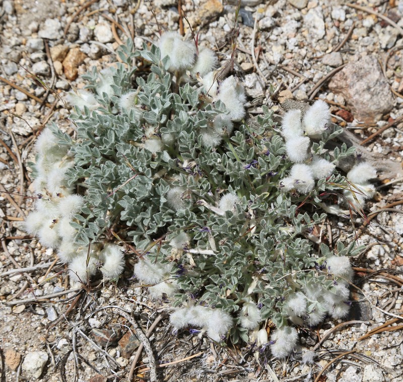 Woollypod Milkvetch photo 3
