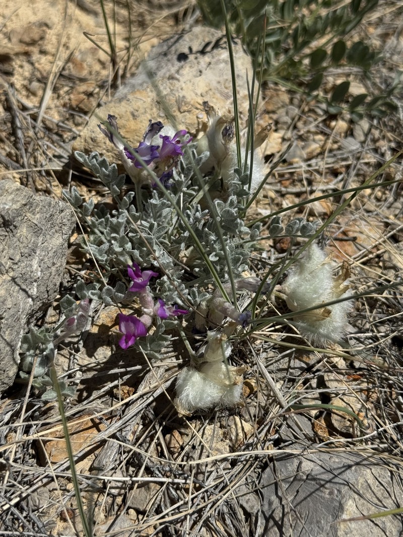 Astragalus purshii var. concinnus