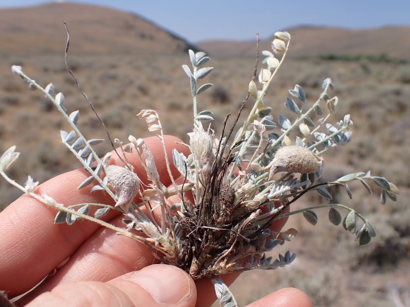 Astragalus purshii var. concinnus photo 2