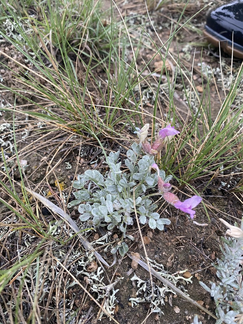 Astragalus purshii var. concinnus photo 3