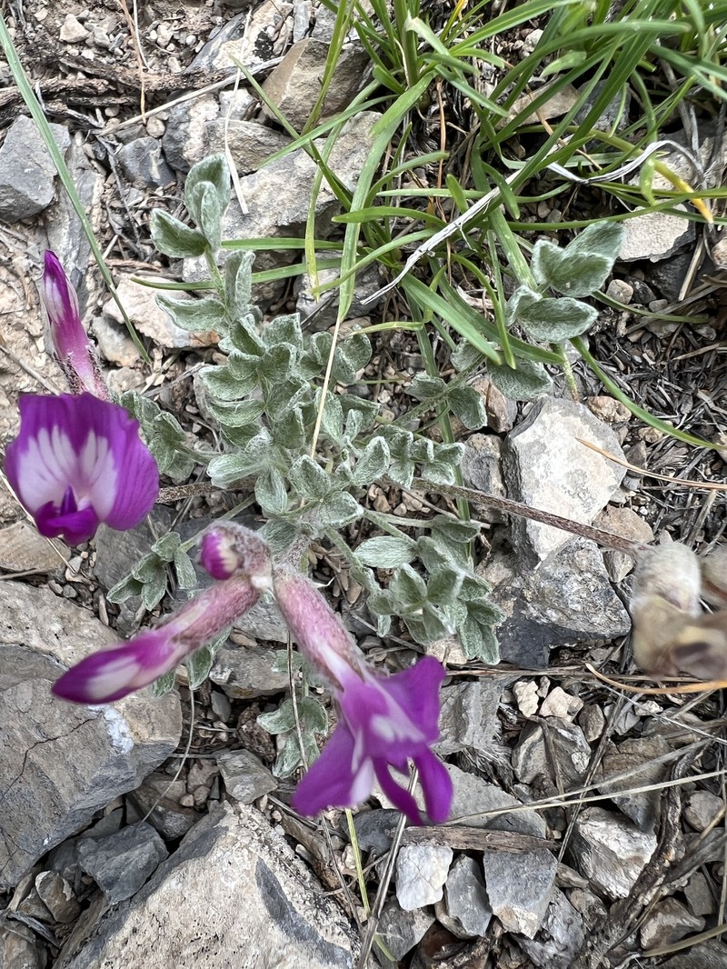 Astragalus purshii var. concinnus photo 4