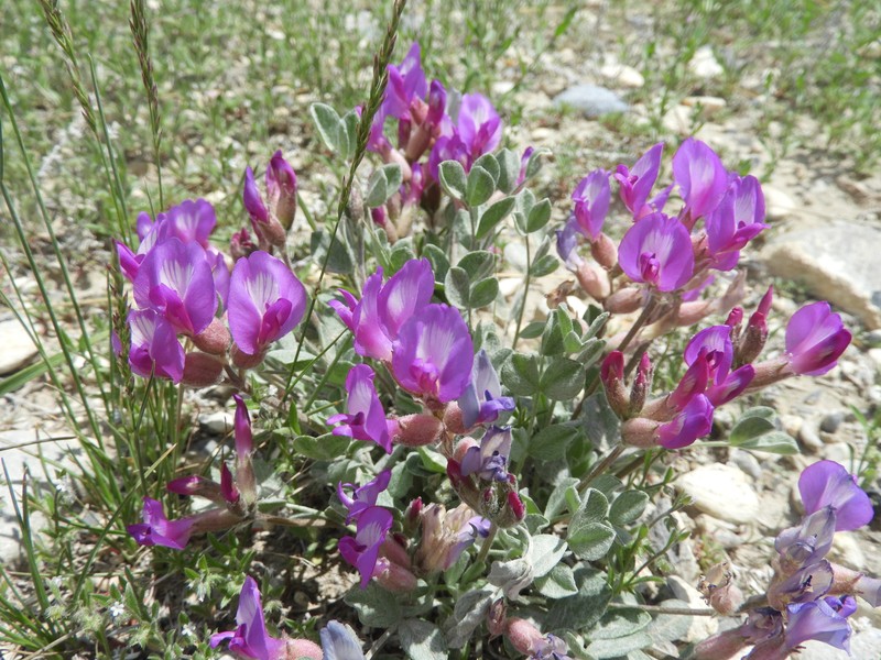 Astragalus purshii var. concinnus photo 5