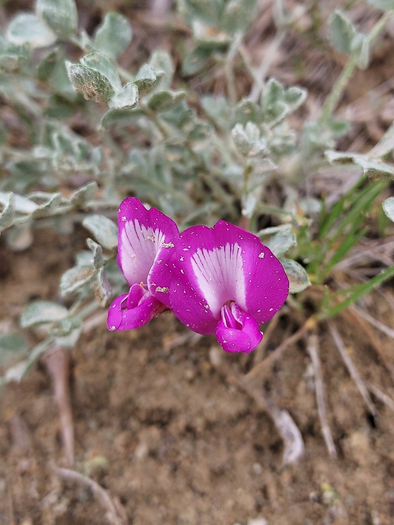 Astragalus purshii var. concinnus photo 6