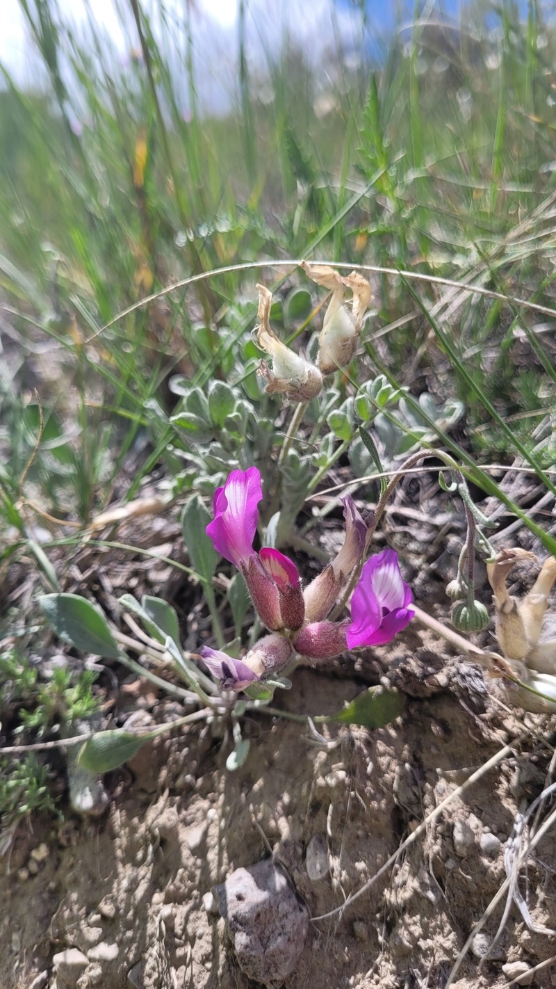 Astragalus purshii var. concinnus photo 7