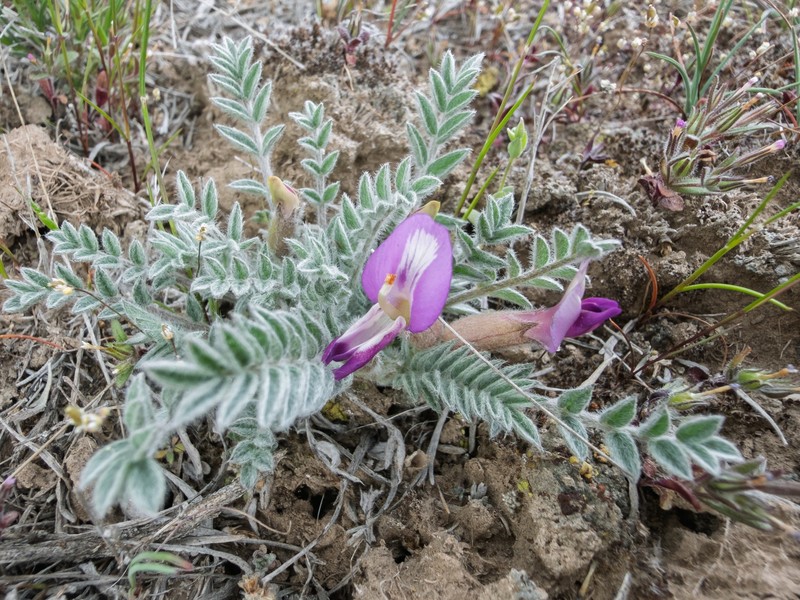 Astragalus purshii var. glareosus
