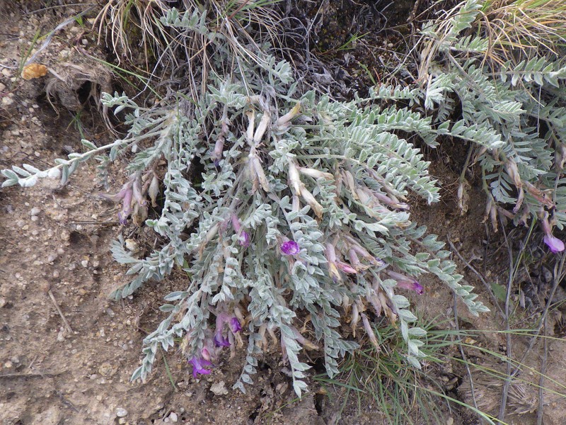 Astragalus purshii var. glareosus photo 2