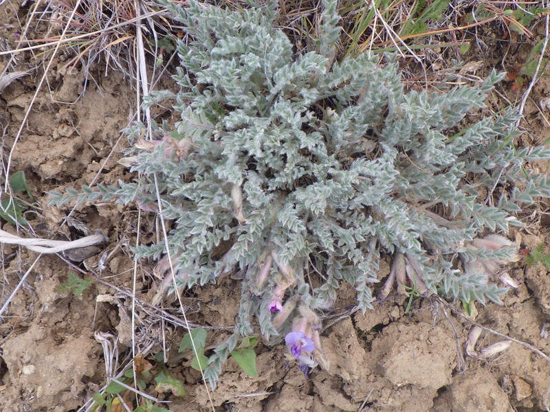 Astragalus purshii var. glareosus photo 3