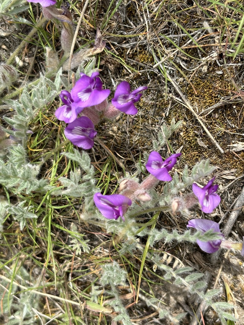 Astragalus purshii var. glareosus photo 4