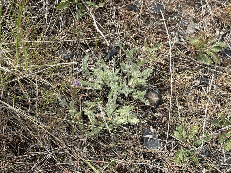 Astragalus purshii var. glareosus photo 5