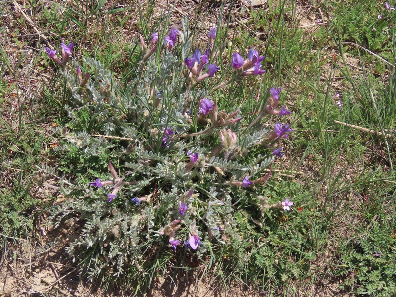 Astragalus purshii var. glareosus photo 6