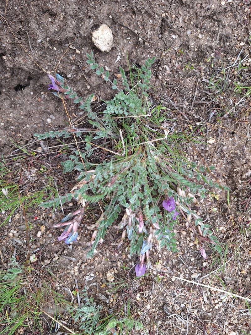 Astragalus purshii var. glareosus photo 7