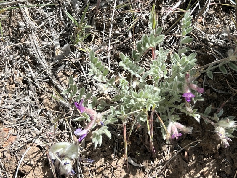 Astragalus purshii var. glareosus photo 8