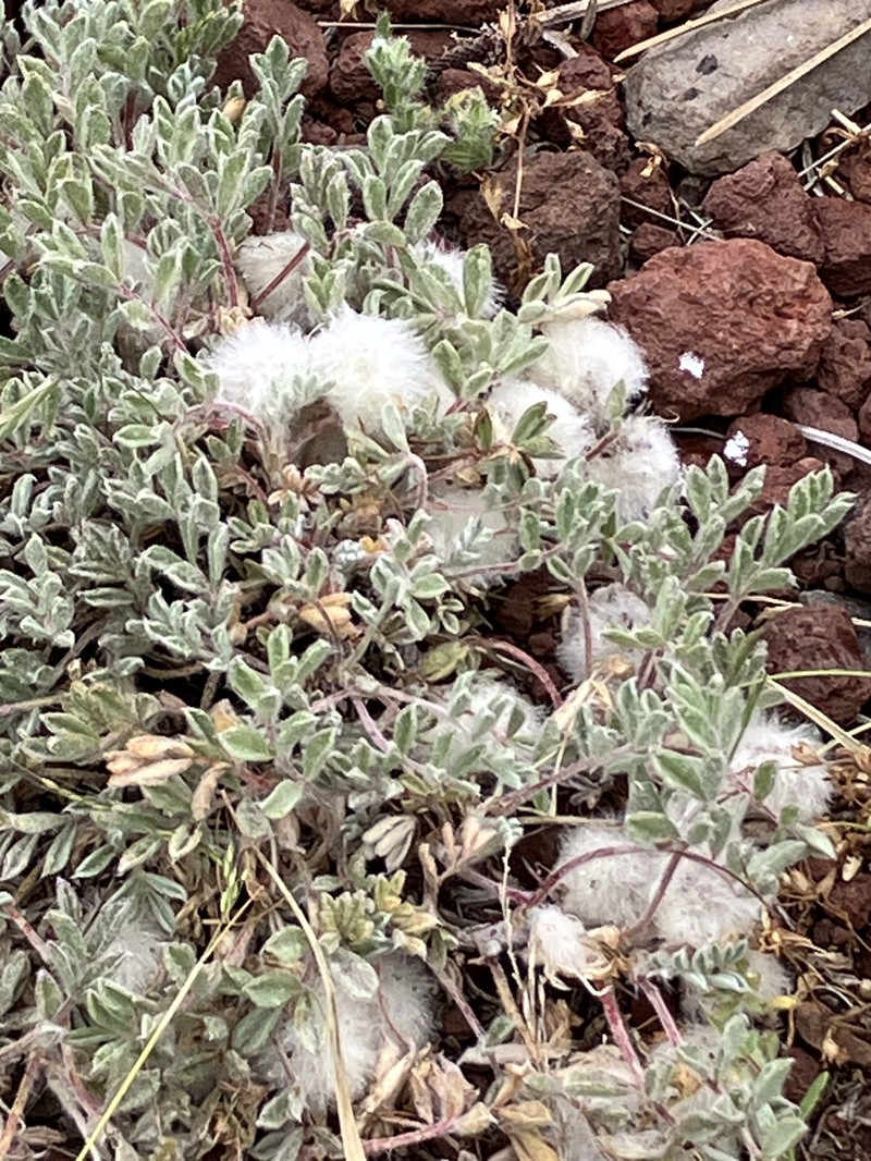 Astragalus purshii var. lagopinus