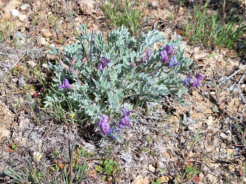 Astragalus purshii var. lagopinus photo 2