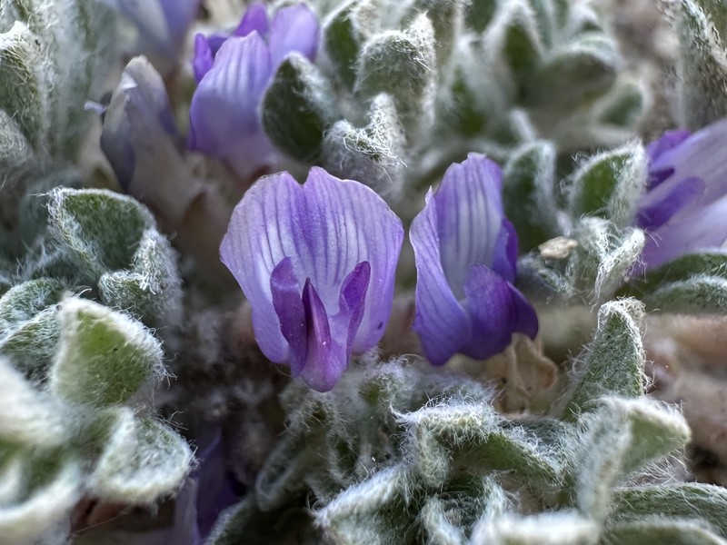 Astragalus purshii var. lagopinus photo 3