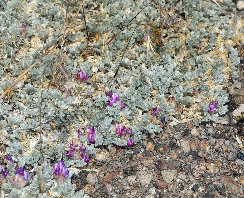 Astragalus purshii var. lagopinus photo 4