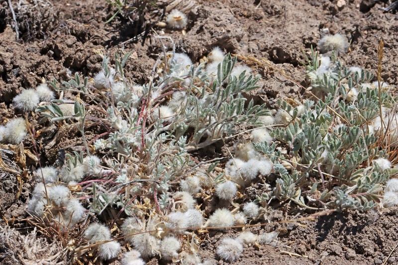 Astragalus purshii var. lagopinus photo 5
