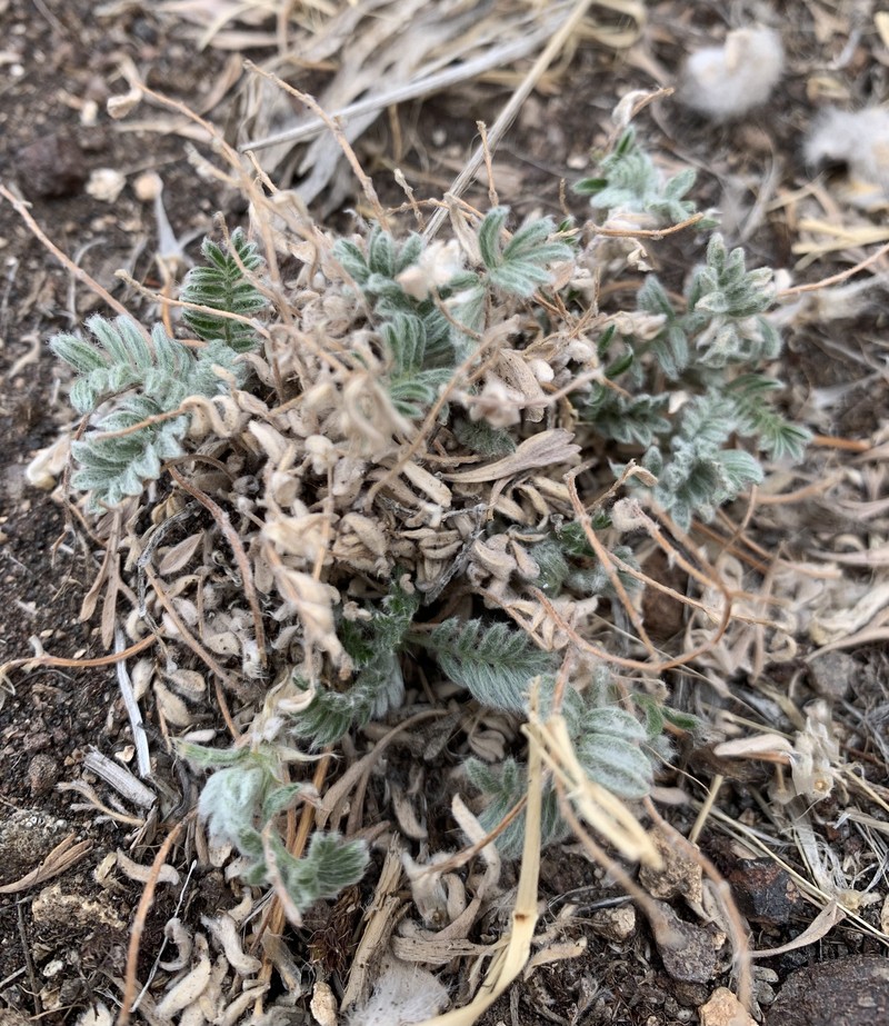 Astragalus purshii var. lagopinus photo 6