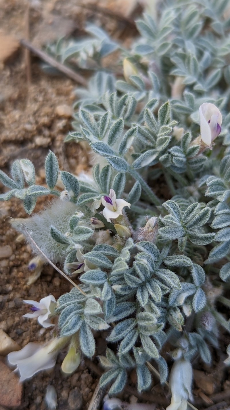 Astragalus purshii var. lectulus