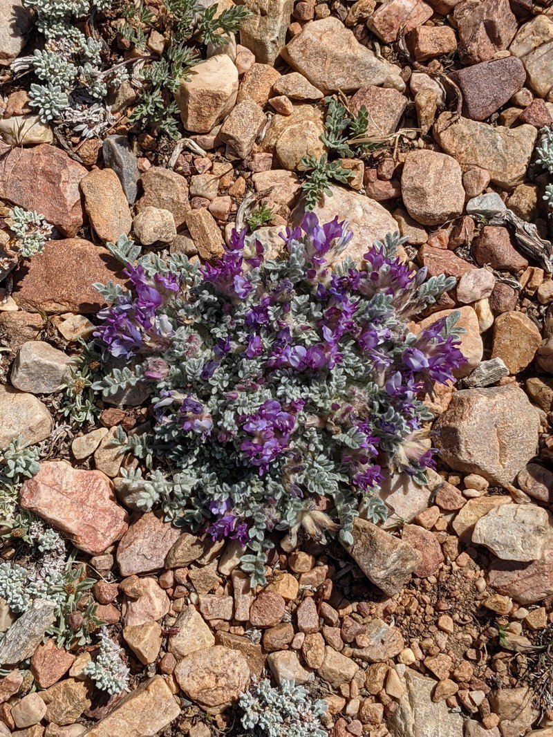 Astragalus purshii var. lectulus photo 2