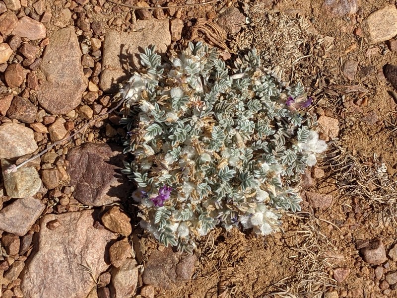 Astragalus purshii var. lectulus photo 3