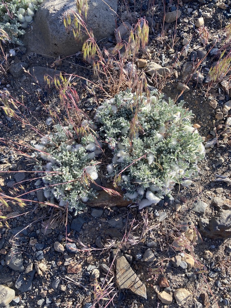 Astragalus purshii var. lectulus photo 4