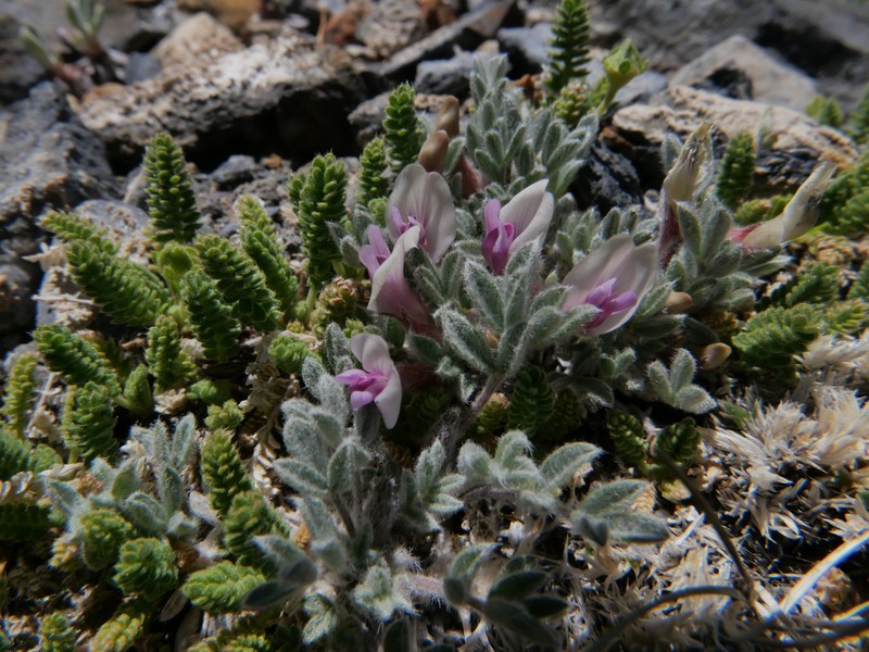 Astragalus purshii var. lectulus photo 5