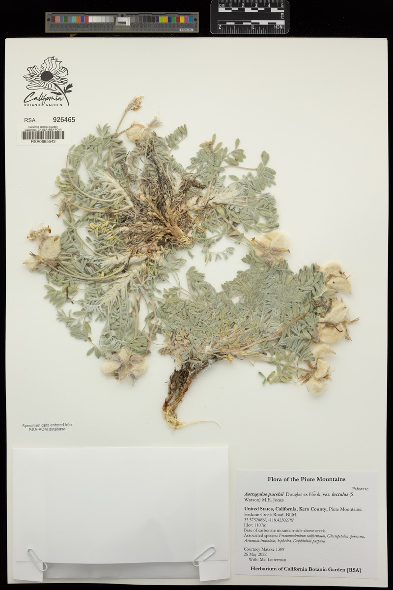 Astragalus purshii var. lectulus photo 6