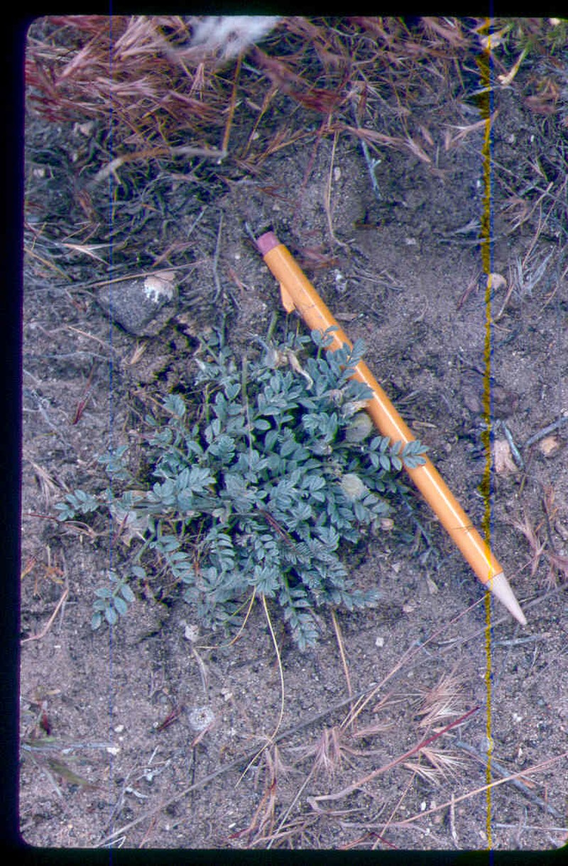 Astragalus purshii var. ophiogenes