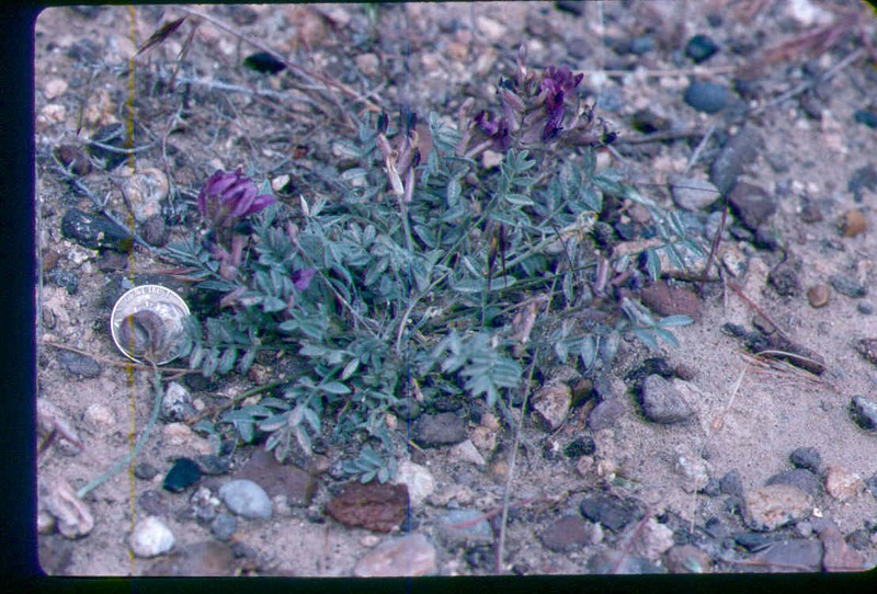 Astragalus purshii var. ophiogenes photo 5