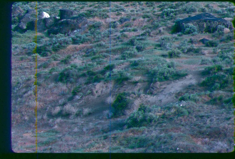Astragalus purshii var. ophiogenes photo 6