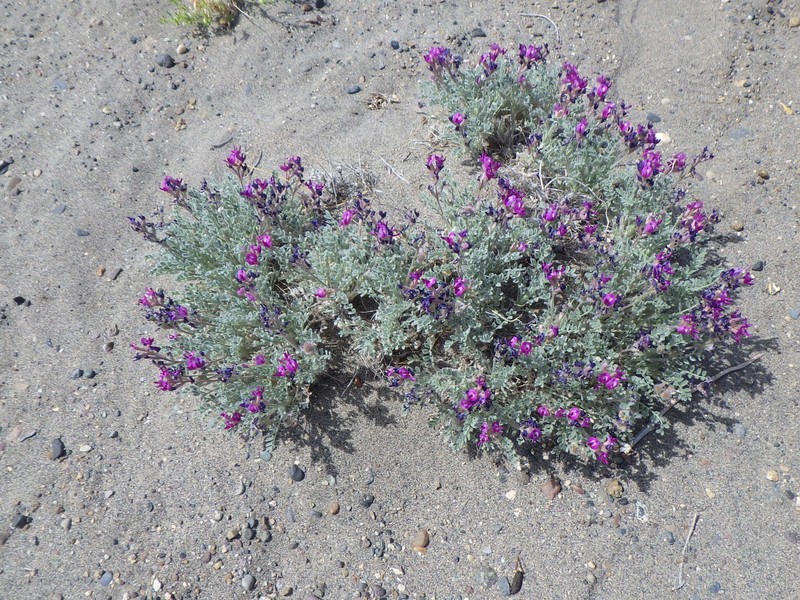 Astragalus purshii var. ophiogenes photo 2