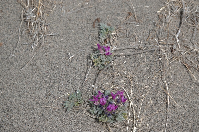 Astragalus purshii var. ophiogenes photo 3