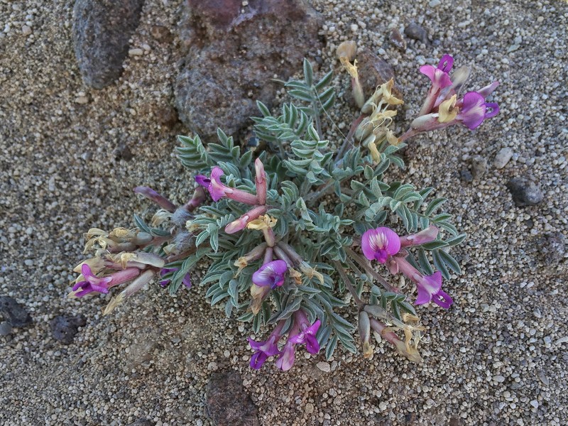 Astragalus purshii var. ophiogenes photo 4