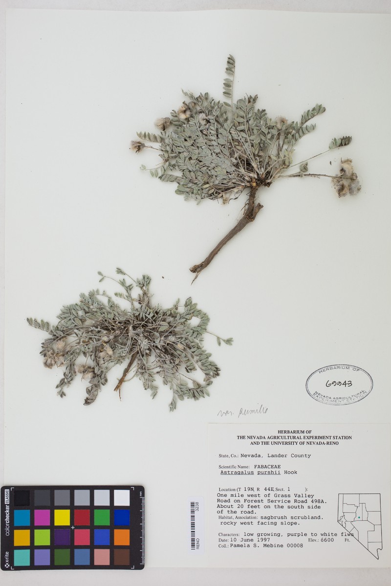 Astragalus purshii var. pumilio photo 3