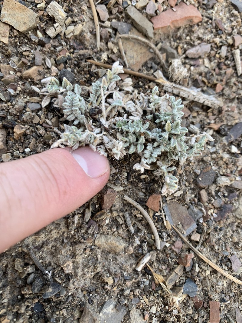 Astragalus purshii var. pumilio