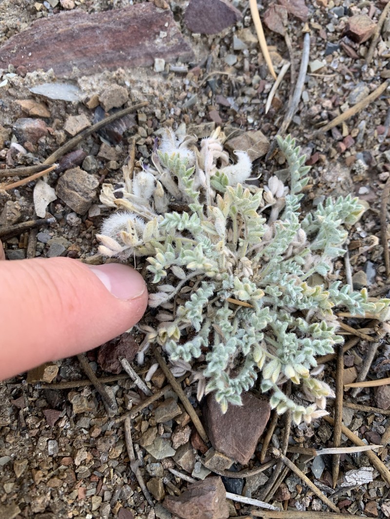 Astragalus purshii var. pumilio photo 2