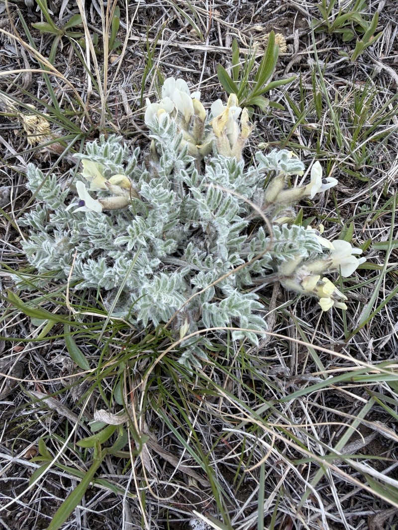 Astragalus purshii var. purshii
